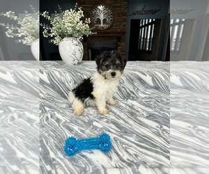 YorkiePoo Puppy for sale in GREENFIELD, IN, USA