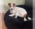 Small #10 Jack Russell Terrier-Whippet Mix