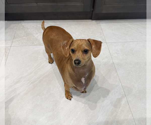 Medium Photo #4 Dachshund Puppy For Sale in Weston, FL, USA