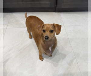 Cremi - Male Dachshund Dog for Adoption - Photo #4
