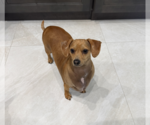 Small #3 Dachshund