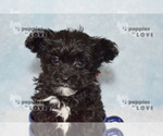 Small #18 Maltipoo