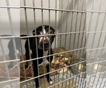 Small Photo #2 American Staffordshire Terrier-Labrador Retriever Mix Puppy For Sale in Pierceton , IN, USA