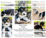 Small Photo #1 Australian Shepherd Puppy For Sale in PURCELLVILLE, VA, USA