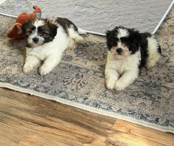 Medium Photo #1 Shih-Poo Puppy For Sale in PETERSBURG, VA, USA