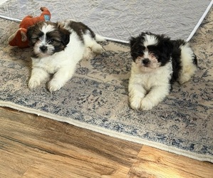 Shih-Poo Puppy for sale in PETERSBURG, VA, USA