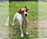 Small #9 Jack Russell Terrier-Whippet Mix