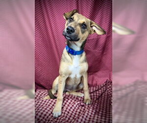 Jack Russell Terrier-Unknown Mix Dogs for adoption in Pleasanton, TX, USA