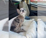 Small #2 Australian Shepherd Mix