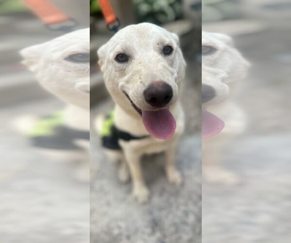 Medium Photo #6 Mutt Puppy For Sale in NYC, NY, USA