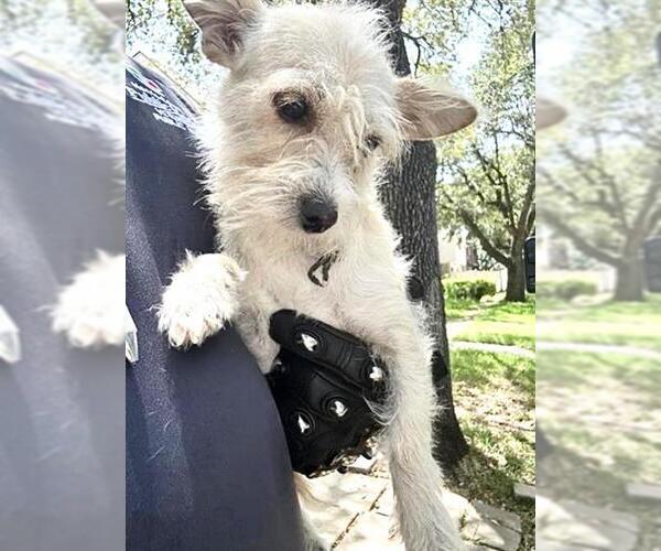 Medium Photo #1 Miniature Schnauzer-Unknown Mix Puppy For Sale in Houston, TX, USA