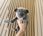 Small Photo #6 French Bulldog Puppy For Sale in PHOENIX, AZ, USA