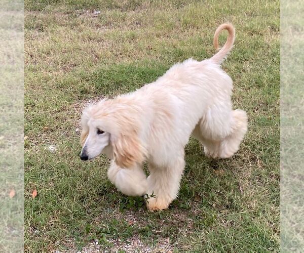 Medium Photo #1 Afghan Hound Puppy For Sale in SAN BENITO, TX, USA
