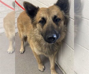 Collie Dogs for adoption in San Bernardino, CA, USA