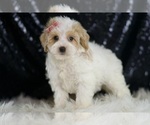 Small #3 Maltipoo