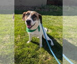Small Treeing Walker Coonhound Mix