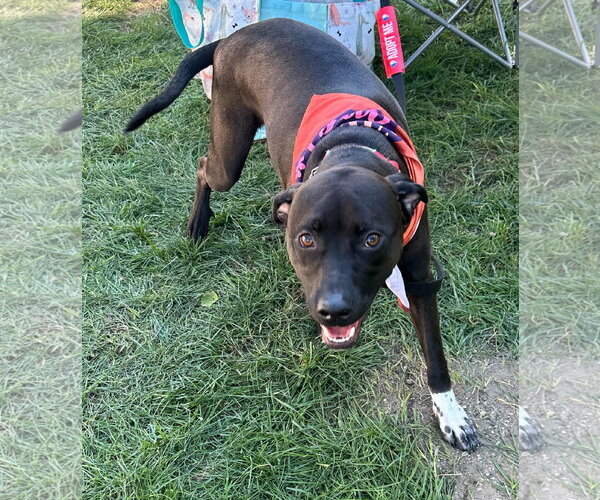 Medium Photo #7 Labrador Retriever-Unknown Mix Puppy For Sale in Germantown, OH, USA