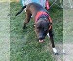 Small Photo #7 Labrador Retriever-Unknown Mix Puppy For Sale in Germantown, OH, USA