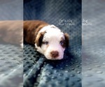 Puppy Grizzly Australian Shepherd