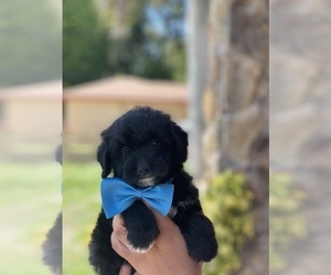 Aussie-Poo Puppy for sale in TAMPA, FL, USA