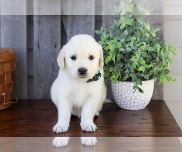 Medium Photo #2 English Cream Golden Retriever Puppy For Sale in NAPPANEE, IN, USA