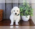 Small #1 English Cream Golden Retriever