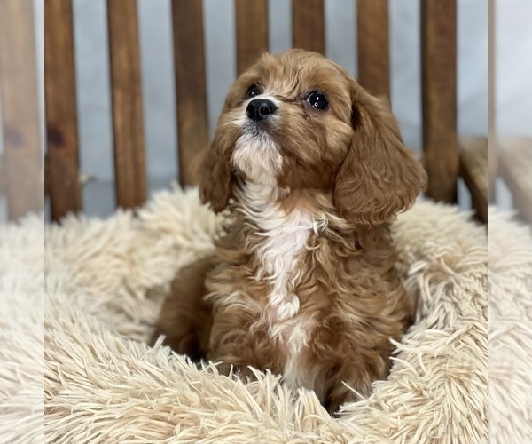 Medium Photo #2 Cavapoo Puppy For Sale in DUNDEE, OH, USA