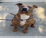 Small Photo #1 Staffordshire Bull Terrier Puppy For Sale in Alameda, CA, USA