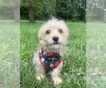 Small #3 Morkie