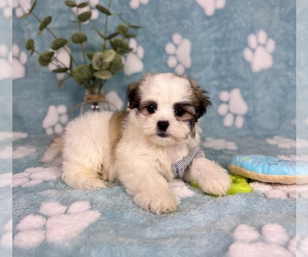 Medium Photo #7 Mal-Shi Puppy For Sale in NOBLESVILLE, IN, USA