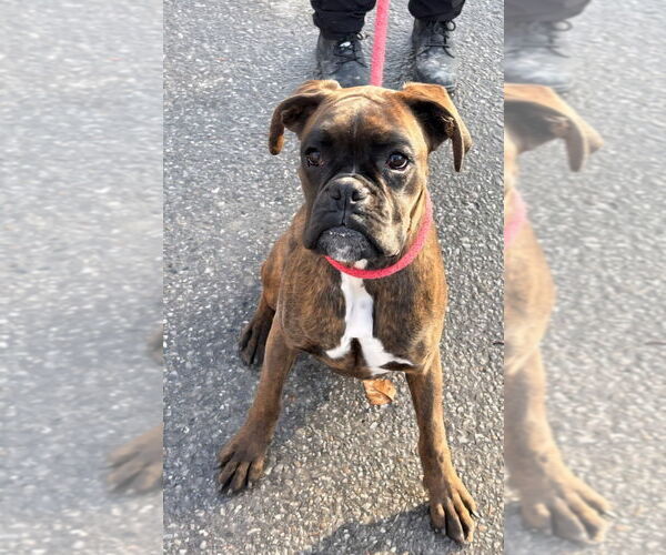 Medium Photo #2 Boxer Puppy For Sale in Brights Grove, Ontario, Canada