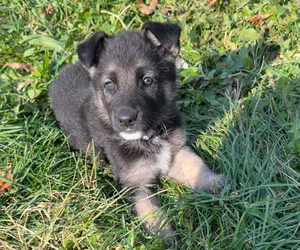 German Shepherd Dog Puppy for sale in SUMPTER TWP, MI, USA