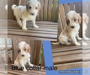 Goldendoodle Puppy for sale in ANGIE, LA, USA