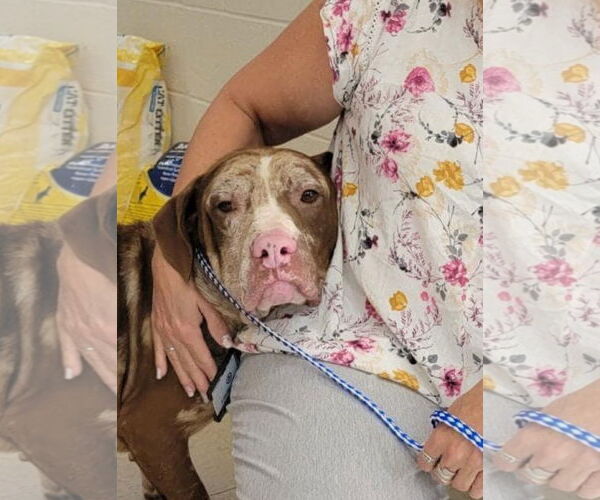 Medium Photo #5 Catahoula Leopard Dog-Unknown Mix Puppy For Sale in Rural Hall, NC, USA