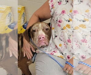 Jasper - Male Catahoula Leopard Dog-Unknown Mix Dog for Adoption - Photo #5