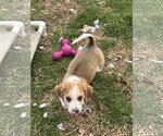 Small #13 American Foxhound