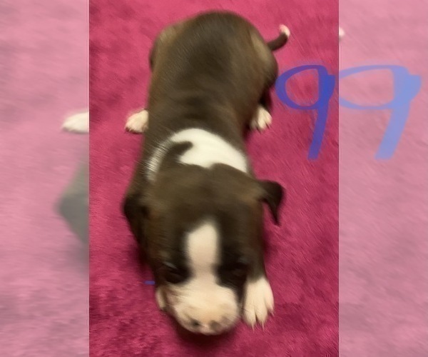 Medium Photo #2 American Pit Bull Terrier Puppy For Sale in ZANESVILLE, OH, USA
