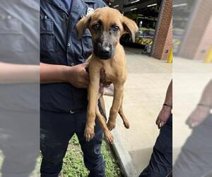 Labrador Retriever-Unknown Mix Dogs for adoption in Houston, TX, USA