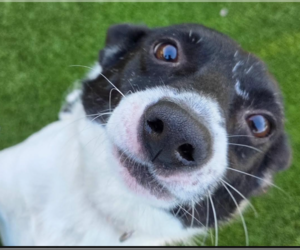 Darren in TX - Male Mutt Dog for Adoption