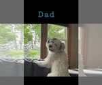 Small Photo #8 Saint Berdoodle-Sheepadoodle Mix Puppy For Sale in MILLVILLE, MN, USA