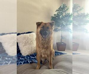 Chow Chow-Unknown Mix Dogs for adoption in San Antonio, TX, USA