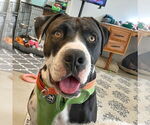 Small American Staffordshire Terrier Mix
