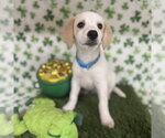 Small Photo #5 Beagle-Colonial Cocker Spaniel Mix Puppy For Sale in Fort Worth, TX, USA