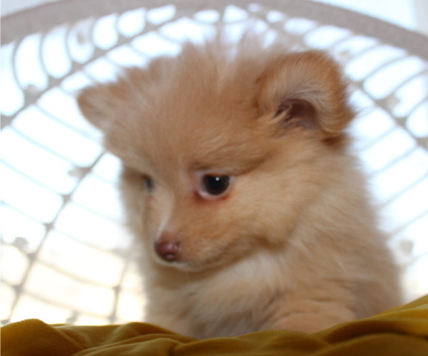 Medium Photo #9 Pomeranian Puppy For Sale in COLUMBIA, MO, USA
