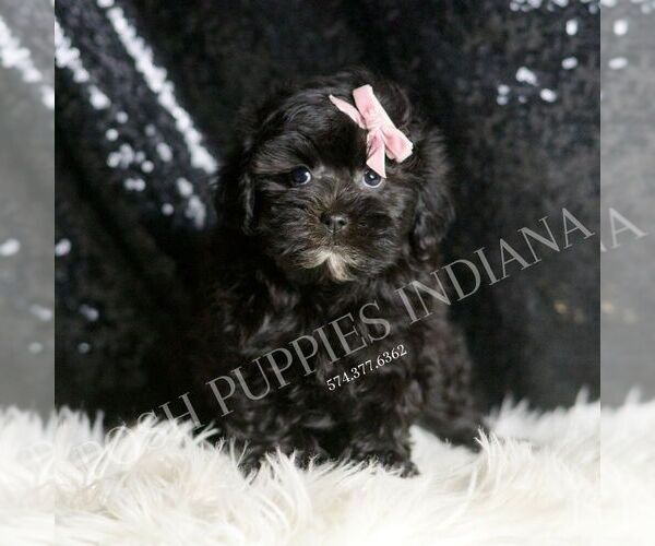 Medium Photo #5 Maltipoo Puppy For Sale in WARSAW, IN, USA