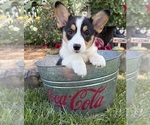 Small #3 Pembroke Welsh Corgi
