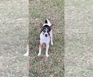 Father of the Rat Terrier puppies born on 06/26/2026