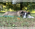 Small #7 Mutt