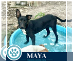 Small #3 Labrador Retriever Mix