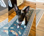 Small Photo #9 Mutt Puppy For Sale in Candler, NC, USA
